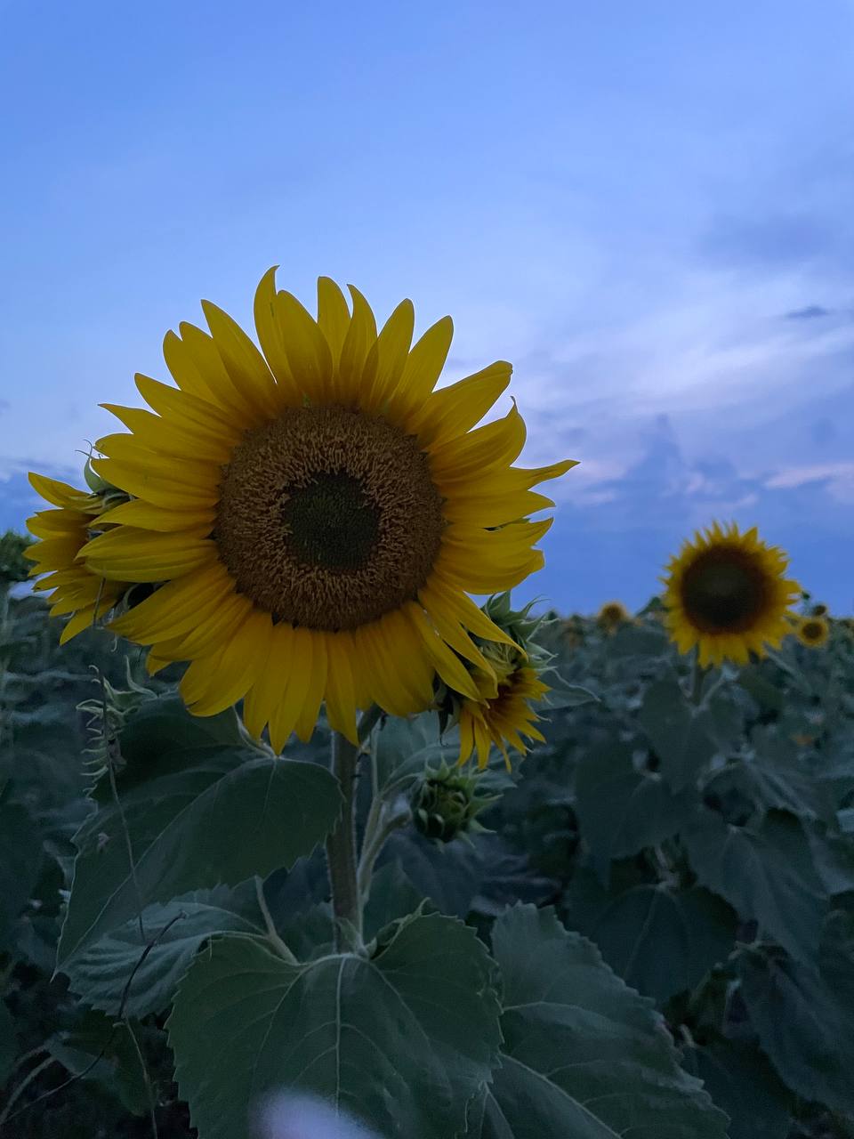 Фотографии.